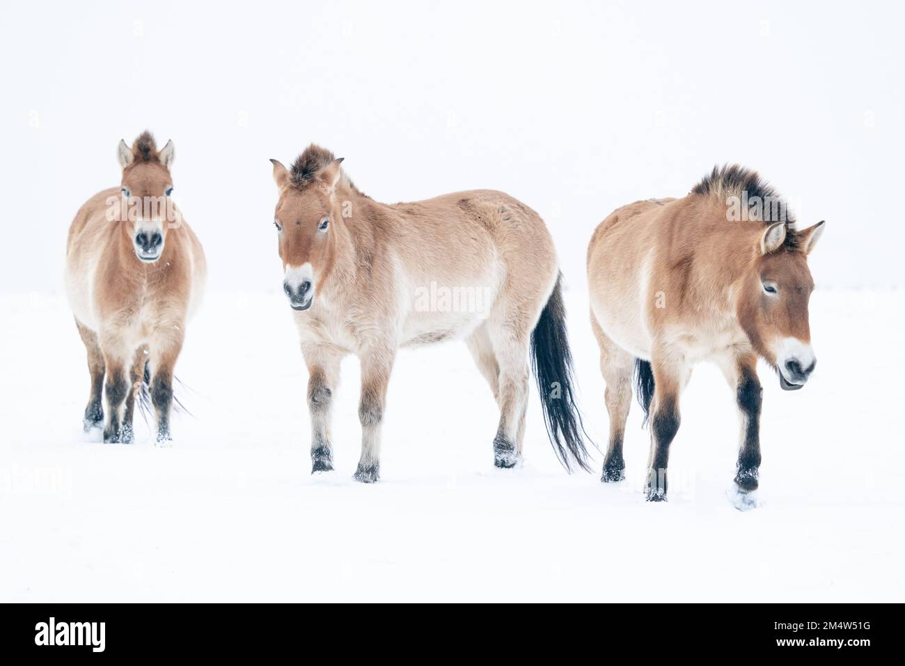 Drei Przewalskis Pferde in einer weißen verschneiten Winterlandschaft. Winterfotografie. Isolierte Wildpferde auf weißem Hintergrund. Stockfoto