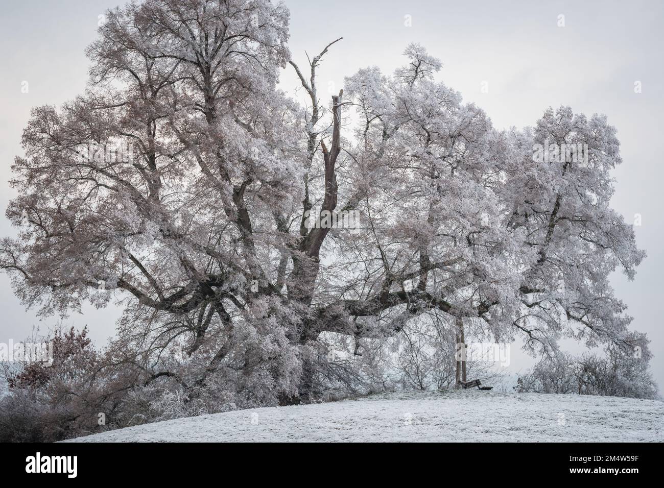 Alter Linde / Winterlinde im Raureif-Frost Stockfoto