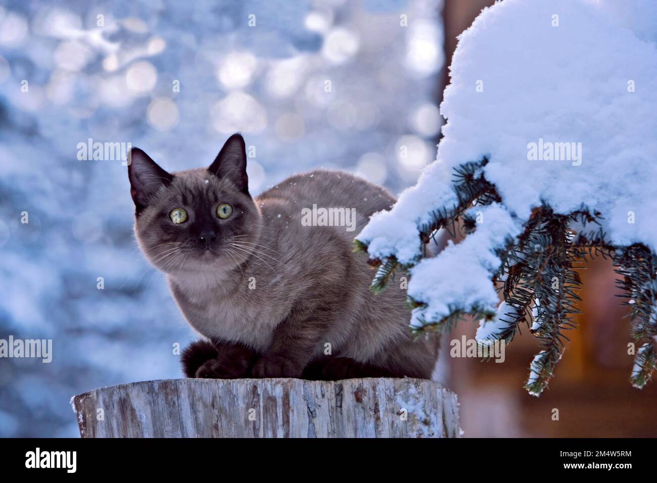 Siamesische Katze, Schokoladenspeise, draußen auf einem alten Holzklotz im Winter. Stockfoto
