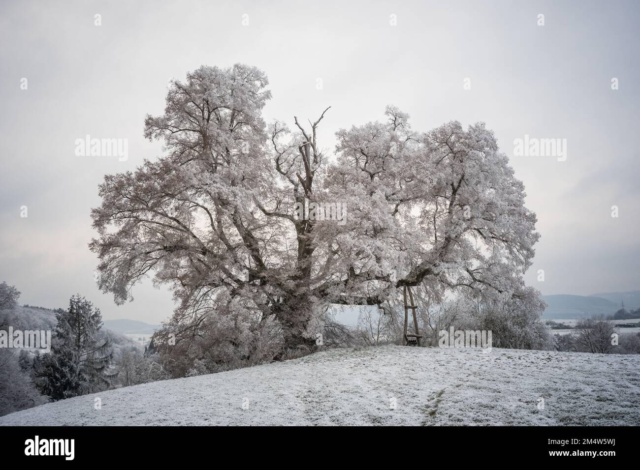 Alter Linde / Winterlinde im Raureif-Frost Stockfoto