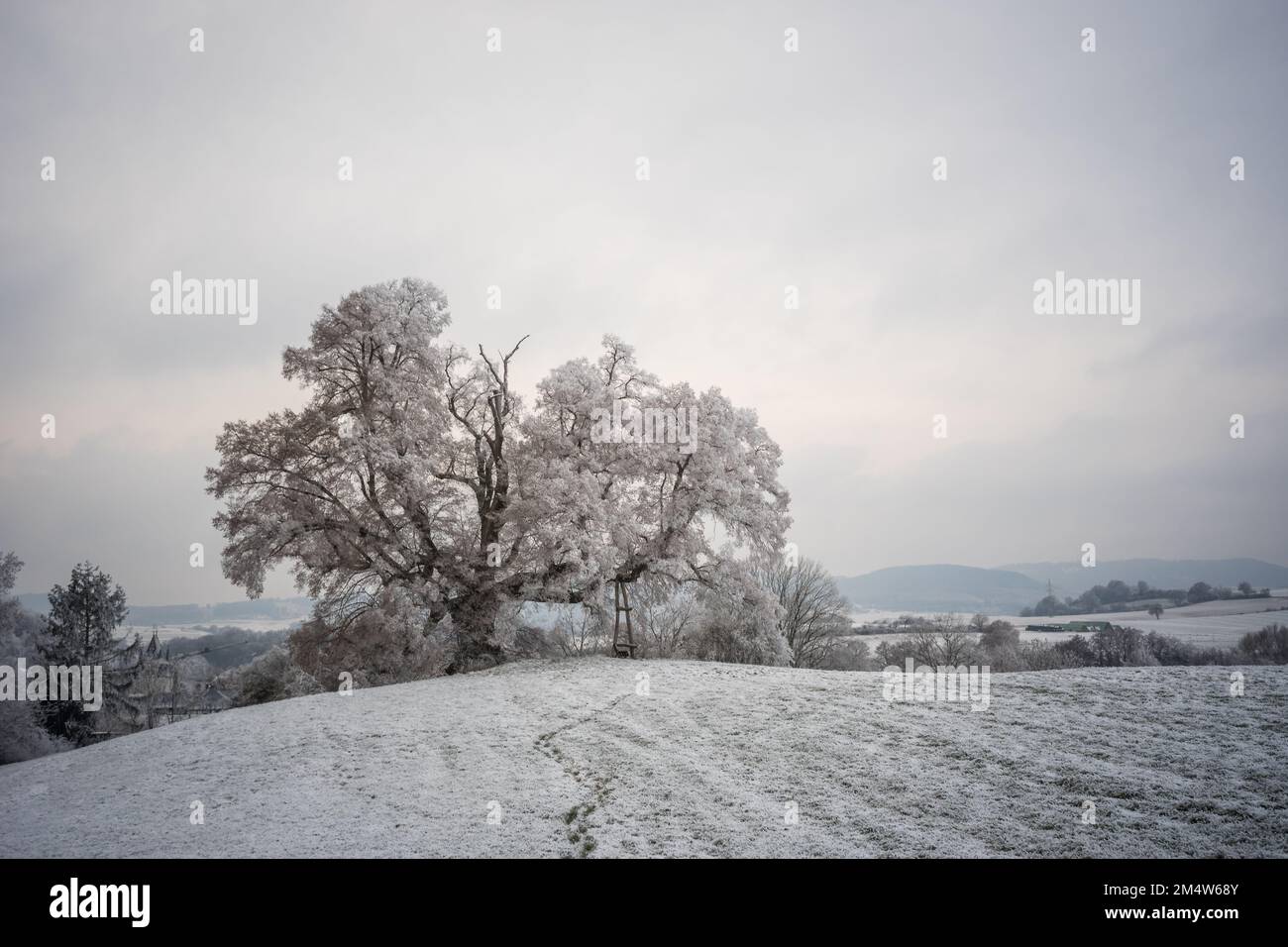 Alter Linde / Winterlinde im Raureif-Frost Stockfoto