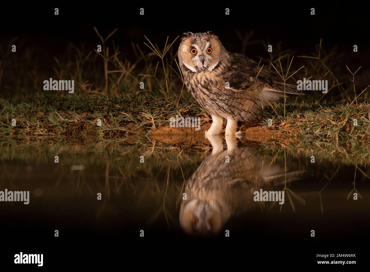 Langohrige Eule (ASIO otus) auf dem Boden in der Nähe von Wasser. Diese Eule bewohnt Wälder in der Nähe des offenen Landes in der nördlichen Hemisphäre. Es ist streng n Stockfoto