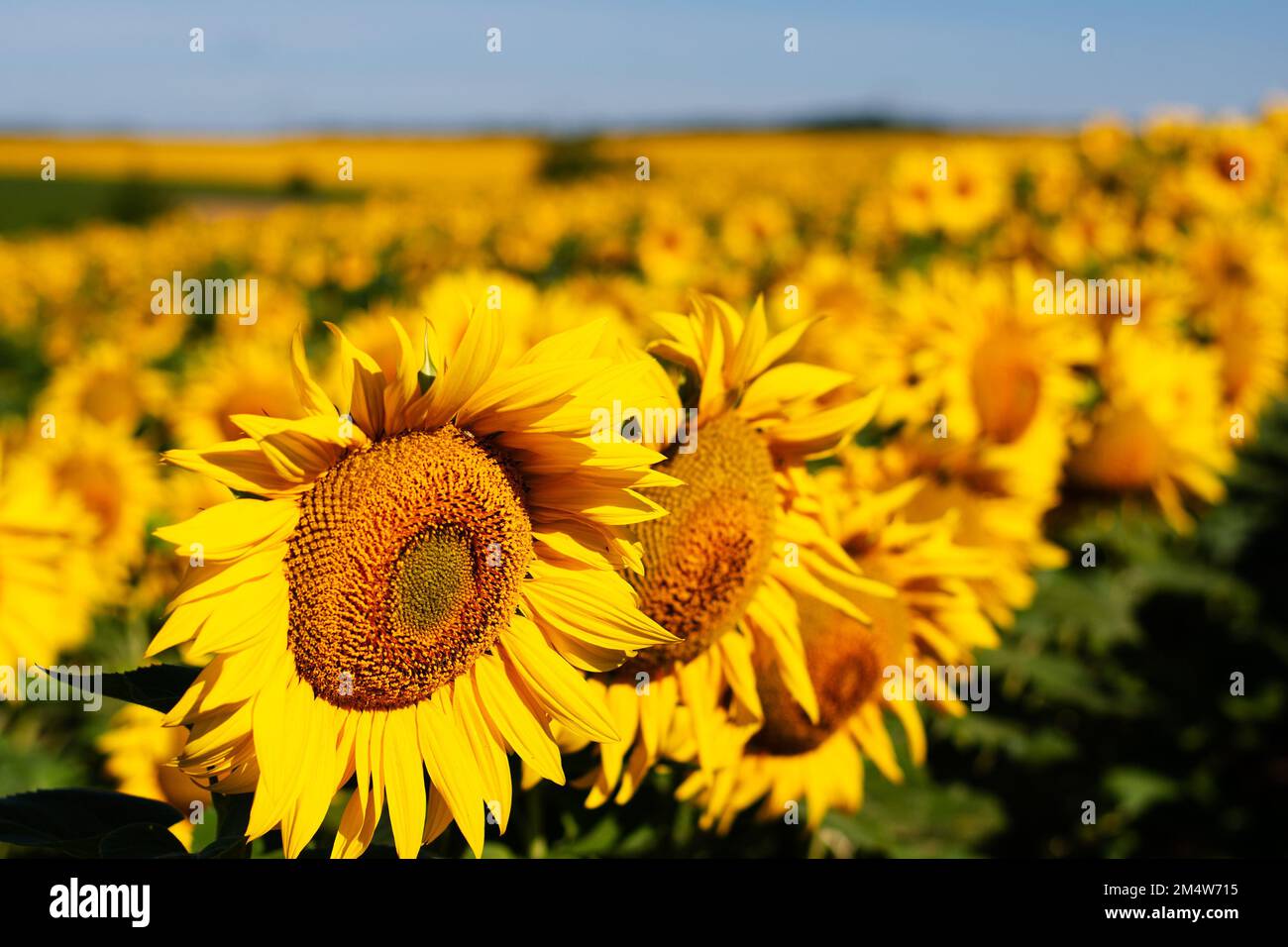 Banner mit Sonnenblumen. Schöne Landschaft mit Sonnenblumen. Viele Blumen. Stockfoto