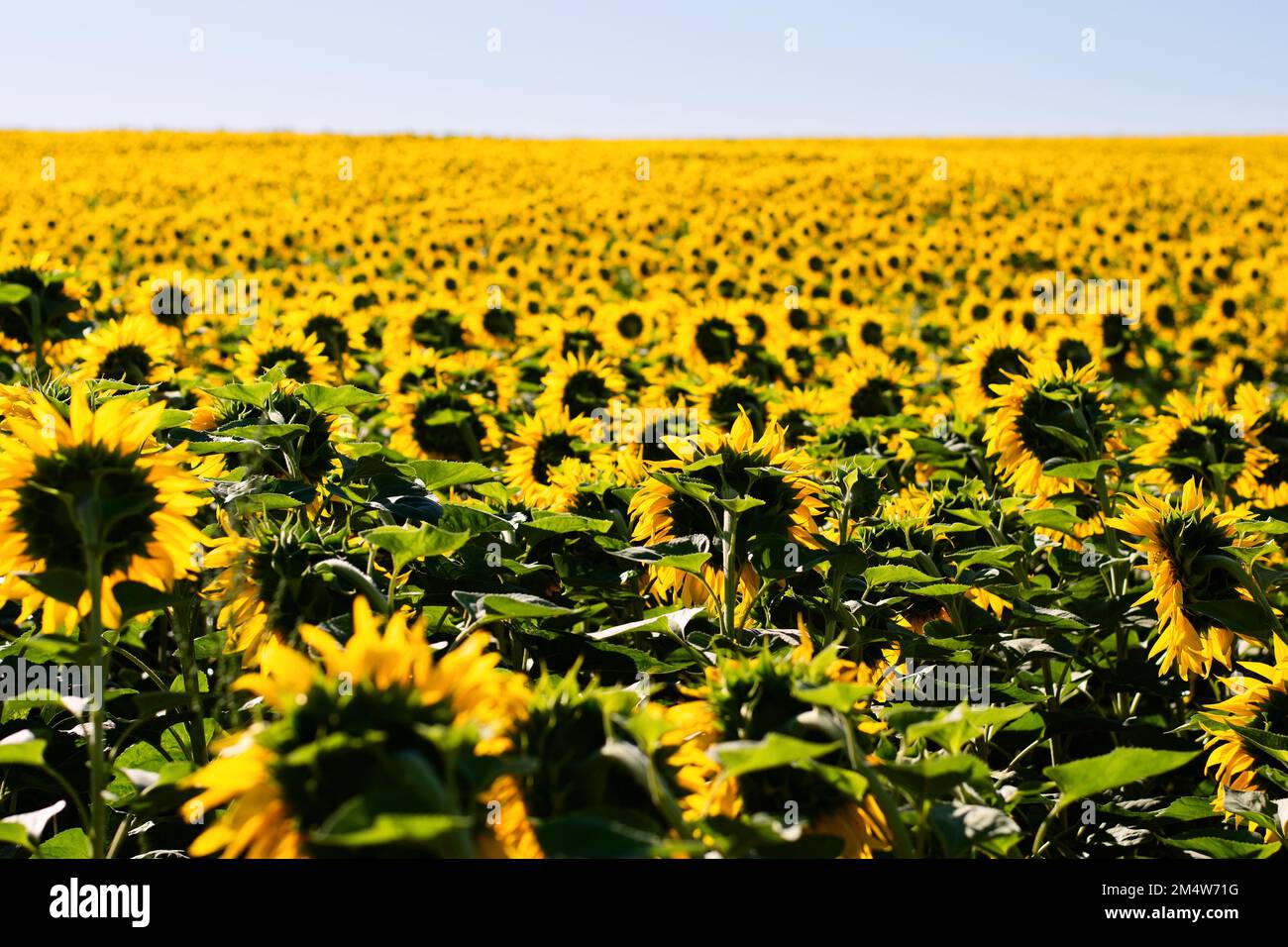 Panoramafoto von Sonnenblumen auf einem großen Feld am Morgen. Stockfoto
