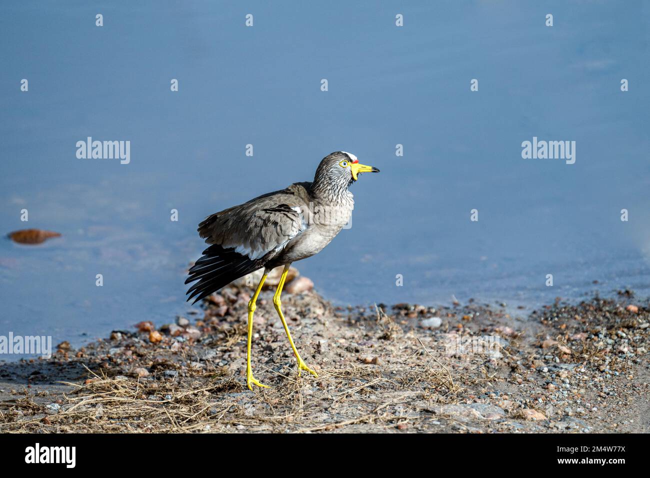 Der afrikanische Taumelschlag (Vanellus senegallus), auch bekannt als der senegalesische Taumelpfeifer oder einfach nur Taumelschlag, ist ein großer Sturz, eine Gruppe von Larg Stockfoto
