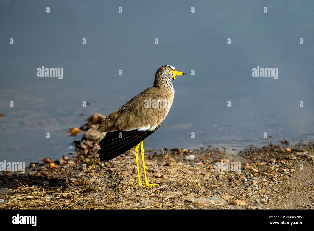 Der afrikanische Taumelschlag (Vanellus senegallus), auch bekannt als der senegalesische Taumelpfeifer oder einfach nur Taumelschlag, ist ein großer Sturz, eine Gruppe von Larg Stockfoto