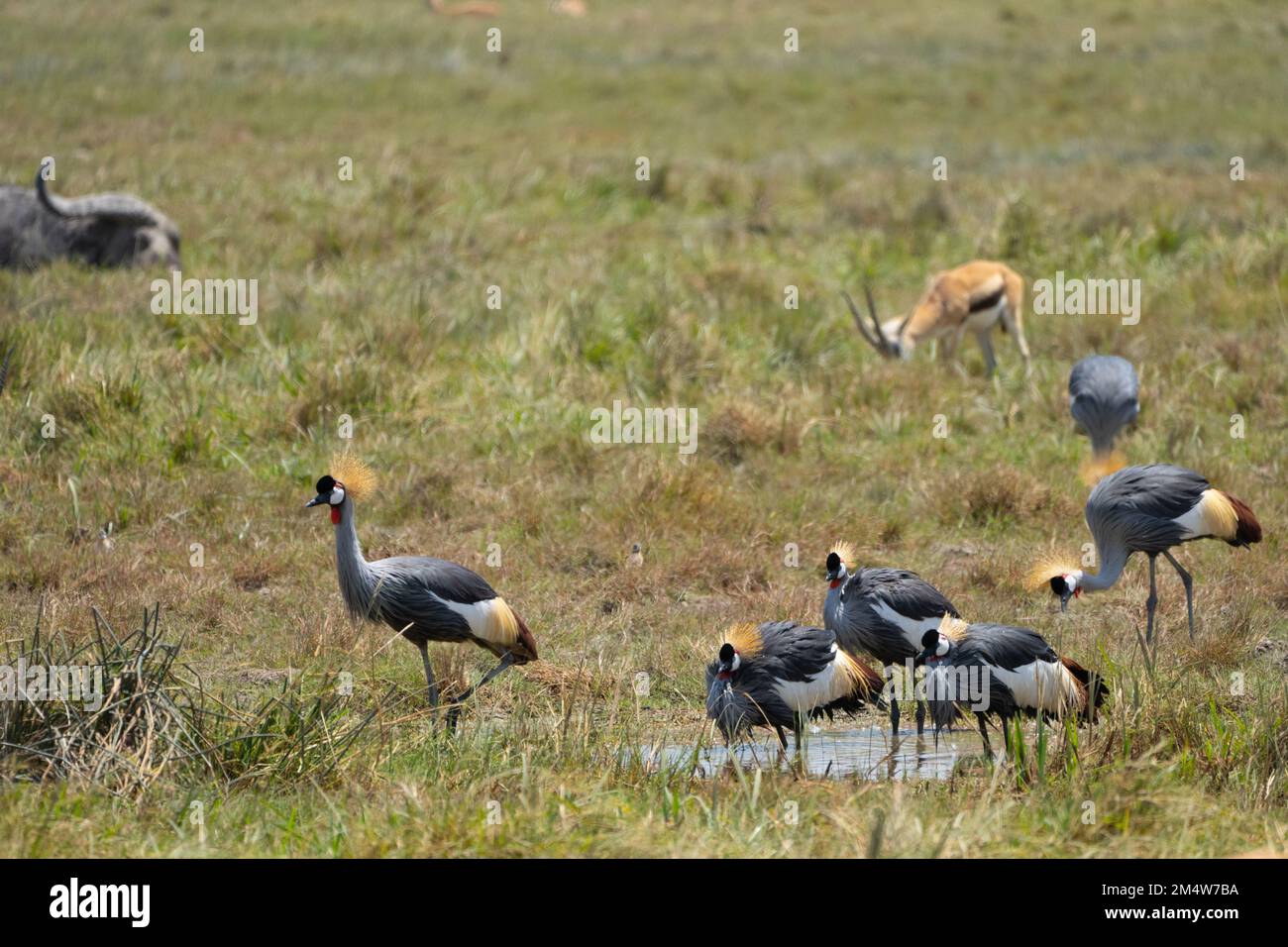 Grau gekrönter Kranich AKA ostafrikanischer Kranich (Balearica regulorum). Beide Geschlechter haben die fächerähnliche Haube auf ihren Köpfen, die diese bir gibt Stockfoto