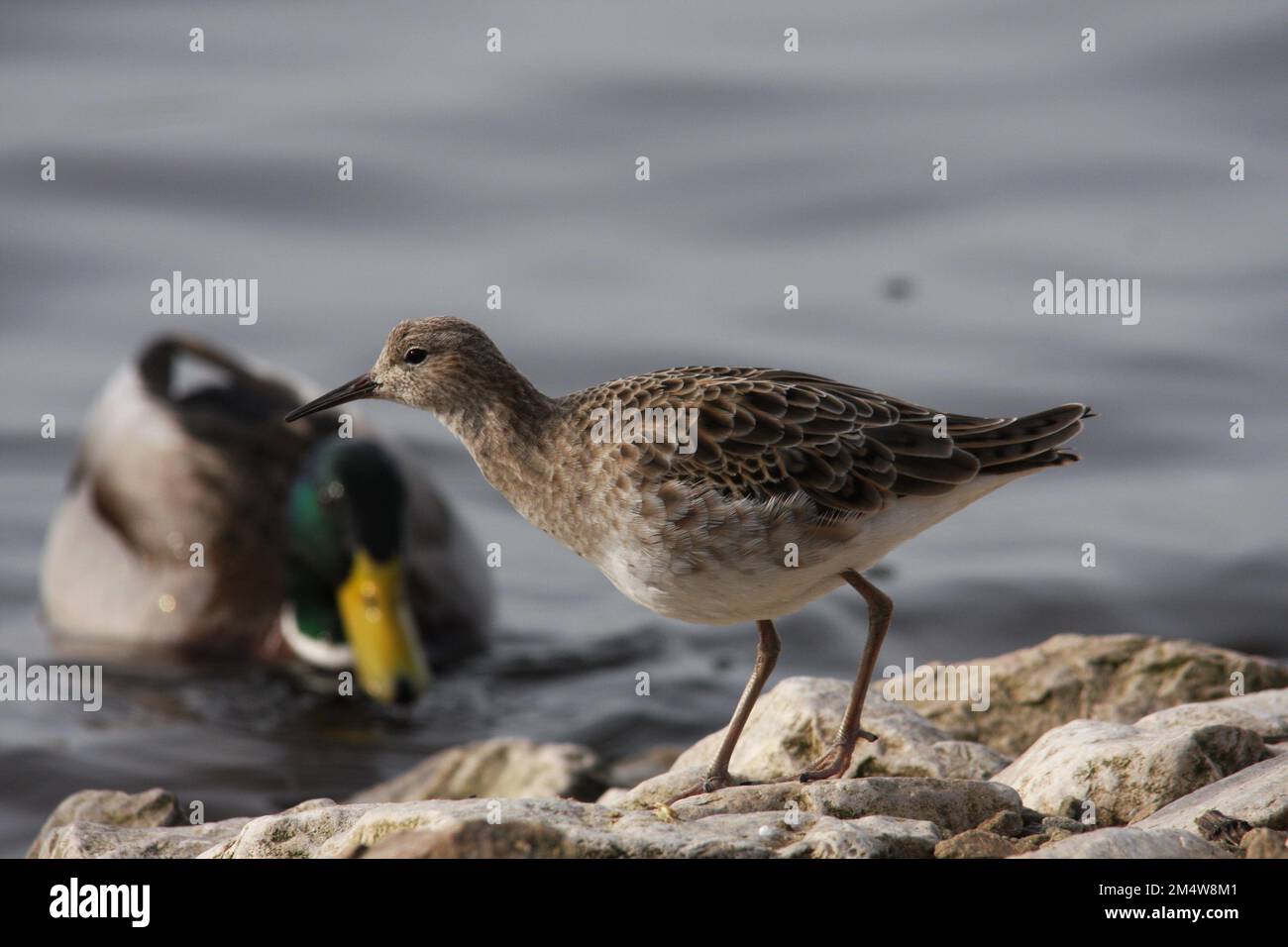 Ruff Bird (Calidris pugnax), der auf einem Felsen steht und im Hintergrund eine Stockente (Anas platyrhynchos) hat. Stockfoto