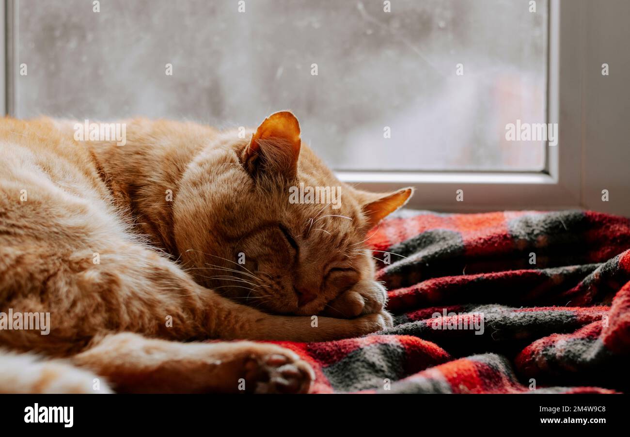 Nahaufnahme eines Ingwer-schlafenden Katzens. Rote Erwachsene Katze schläft in einer roten Decke am Fenster. Stockfoto