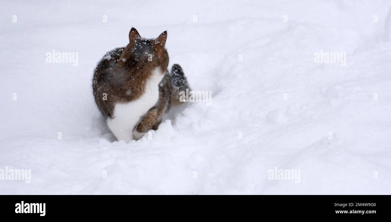 Katze im Schnee. Winterwetter, Neujahrsstimmung Stockfoto