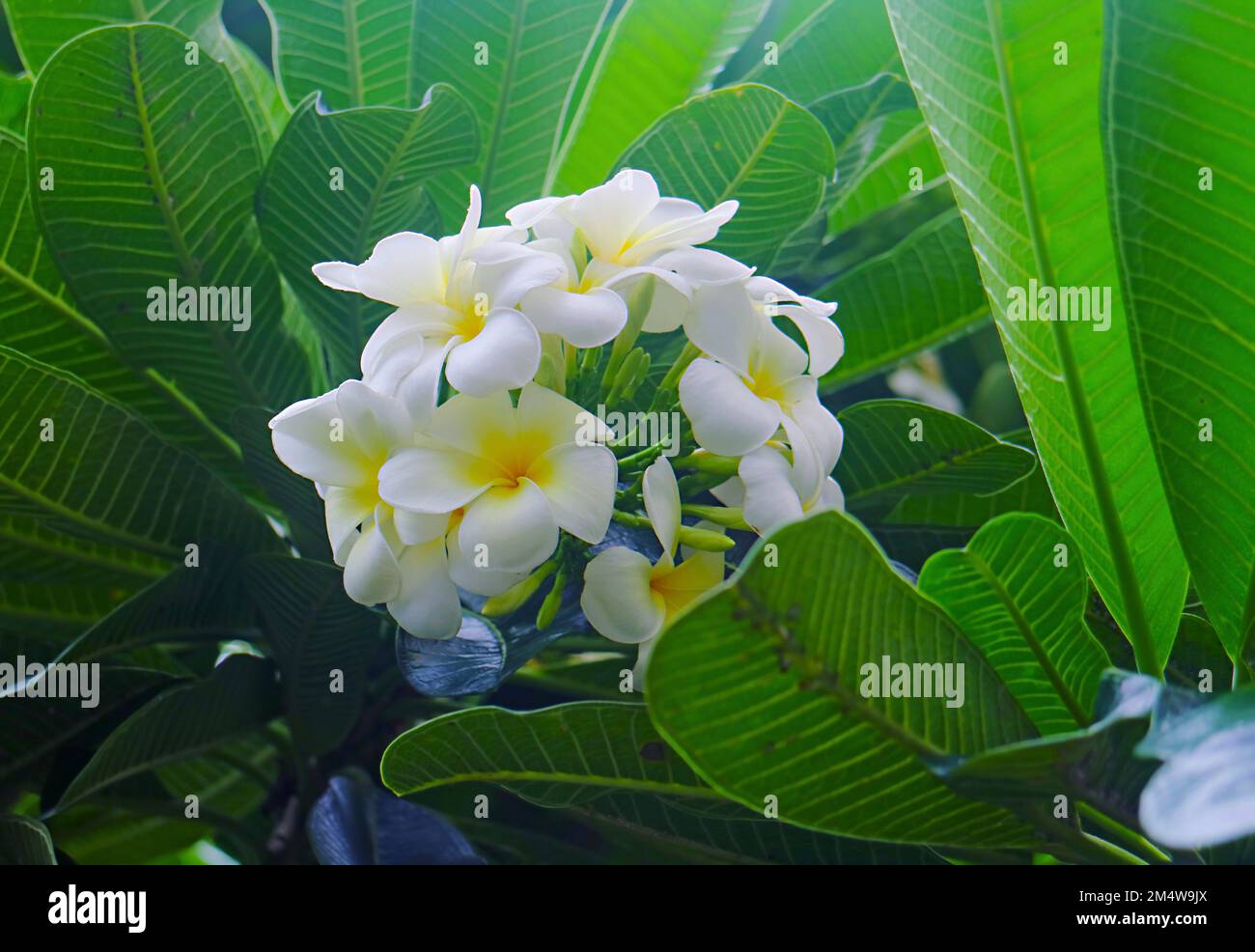 Ein Haufen atemberaubender Frangipani-Blumen blühen auf dem Baum Stockfoto