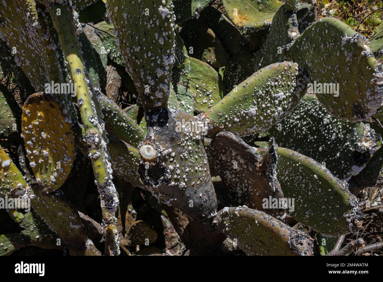 Cochineal-bedeckter Stachelfeigen-Kaktus, Opuntia ficus, Araya, Candelaria, Teneriffa, Kanarische Inseln, Spanien Stockfoto
