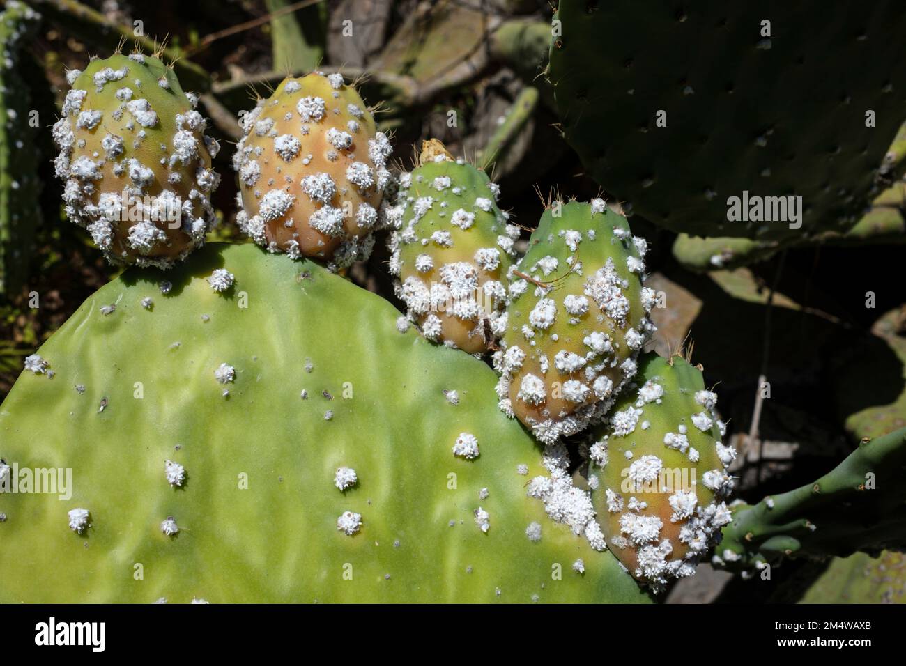 Cochineal-bedeckter Stachelfeigen-Kaktus, Opuntia ficus, Araya, Candelaria, Teneriffa, Kanarische Inseln, Spanien Stockfoto