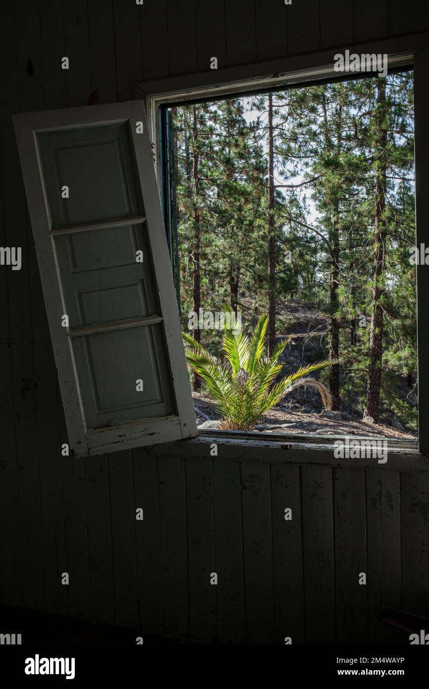 Innenraum mit kaputtem Fensterläden eines verlassenen Holzhauses mit Blick auf den Pinienwald, in der Nähe von Chindia, Taucho, Teneriffa, Kanarischen Inseln, Spanien Stockfoto