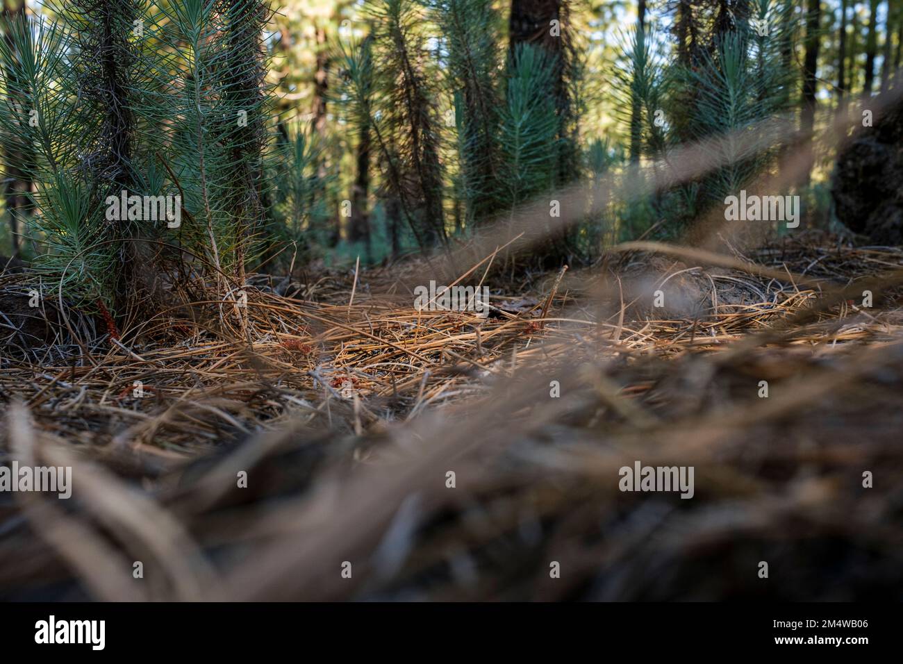 Low Level View, Pinus canariensis, kanarische Kiefern in der Corona Forestal, Wälder in der Nähe von Chinyero, Teneriffa, Kanarische Inseln, Spanien Stockfoto