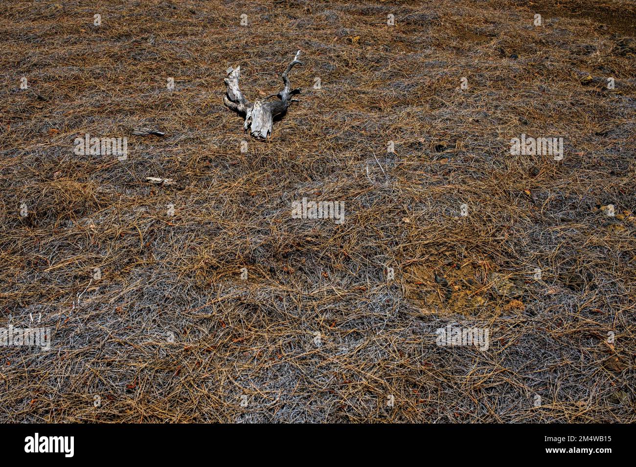 Nadelbett und toter Ast auf dem Boden im Pinienwald bei Chinyero, Teneriffa, Kanarischen Inseln, Spanien Stockfoto