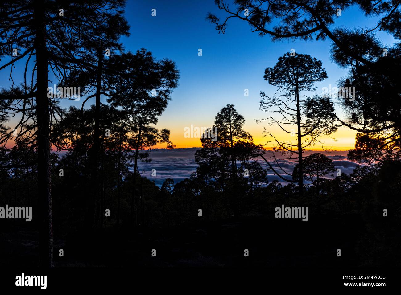 Silhouette Pinus canariensis, Kanarische Kiefern, die vor dem Dämmernachthimmel im Nationalpark Las Canadas del Teide auf Teneriffa, Kanarienvogel, Silhouette sind Stockfoto