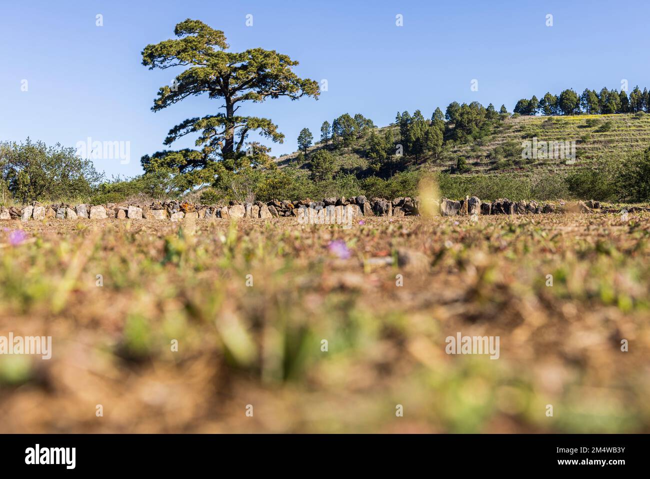 Alte Kanarische Kiefer, Pinus canariensis, in Los Partidos, El Tanque, Teneriffa, Kanarische Inseln, Spanien Stockfoto