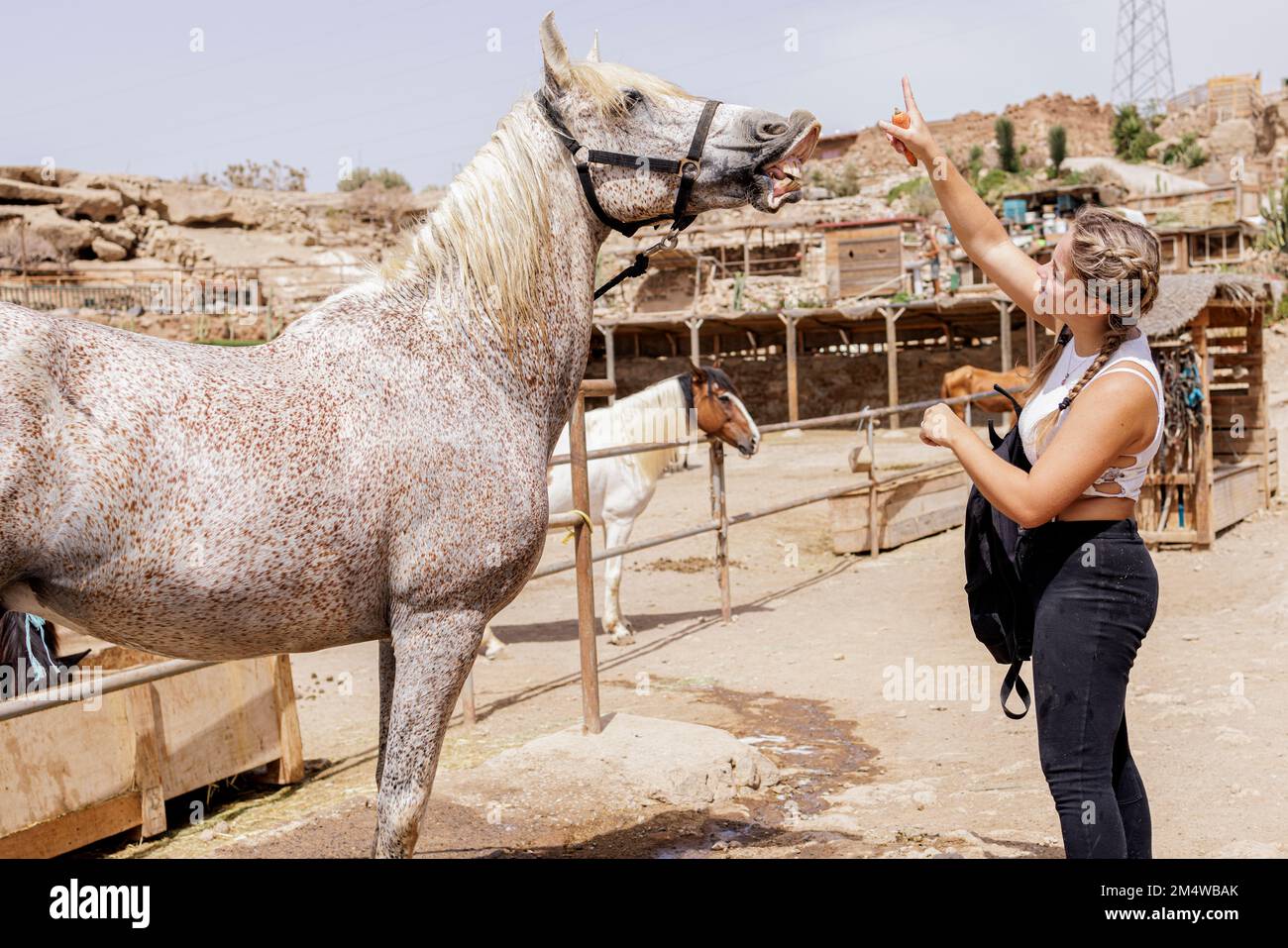 Ehrenamtlicher Mitarbeiter, der Pferde pflegt, im Teneriffa Horse Rescue eco Animal Sanctuary, einer Wohltätigkeitsorganisation zur Tierrettung mit Sitz in Tajao, Teneriffa, Kanarische Insel Stockfoto