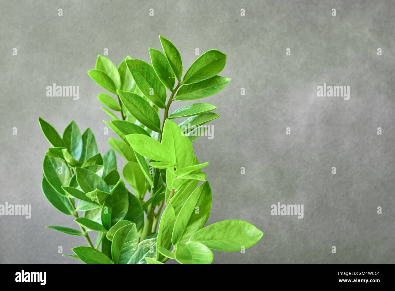 Zamioculcas zamifolia - Dollarbaum. Tropische Zierhauspflanze. Heimpflanzenanbau. Stockfoto