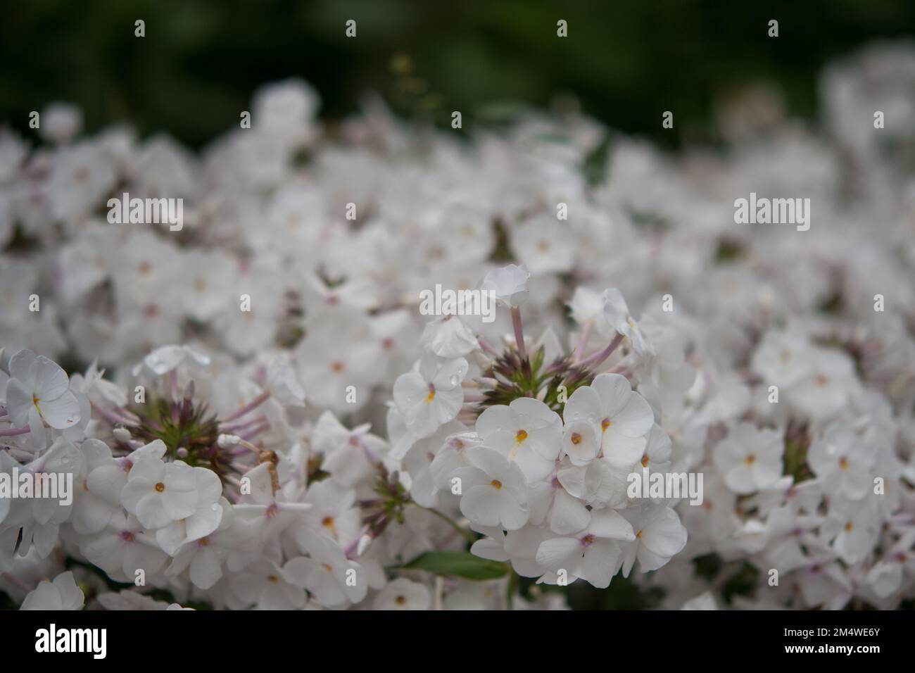 Ein Haufen weißer Phloxblüten Stockfoto