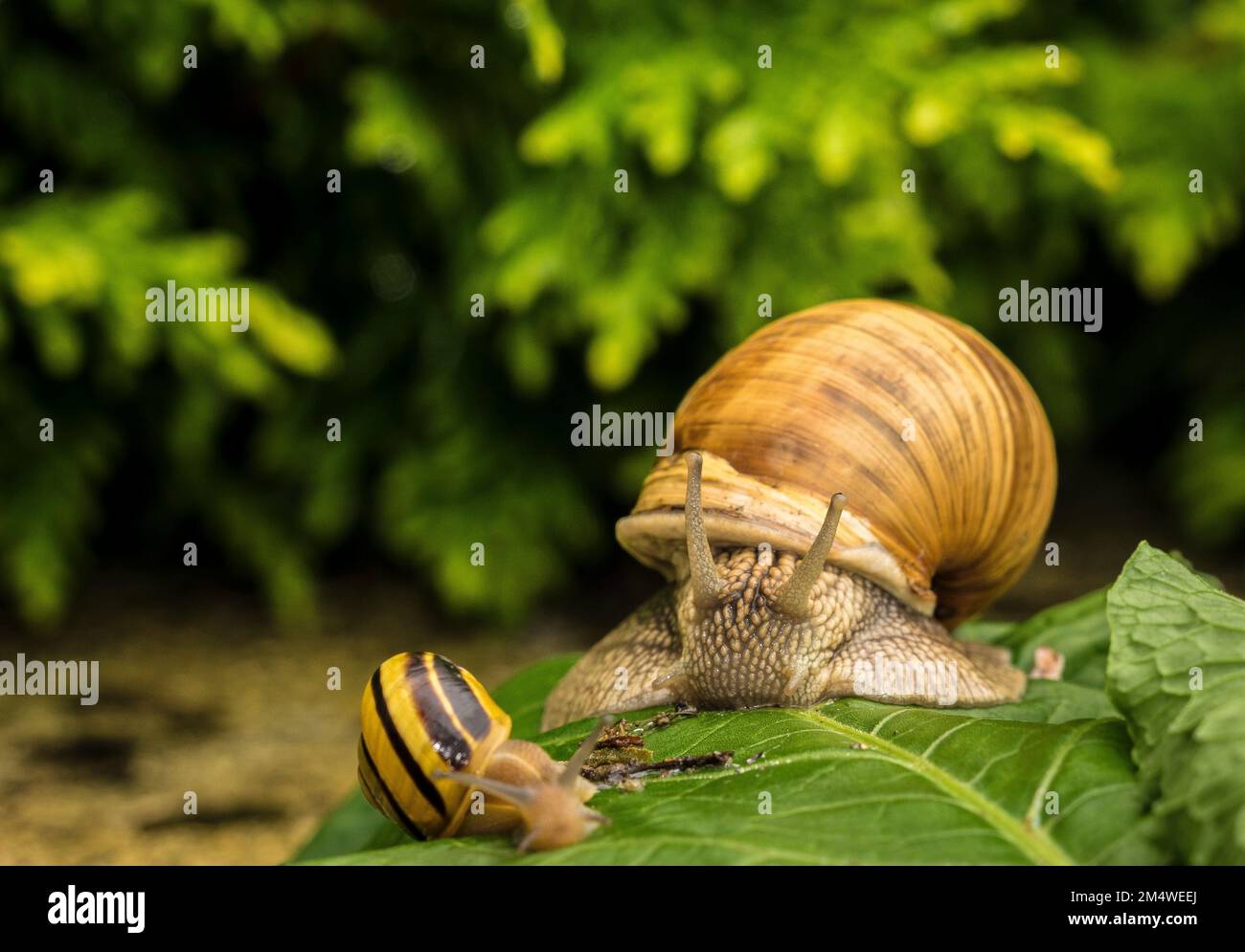 Eine Nahaufnahme von zwei Schnecken mit braunen und gelben Schalen vor einem isolierten Hintergrund Stockfoto