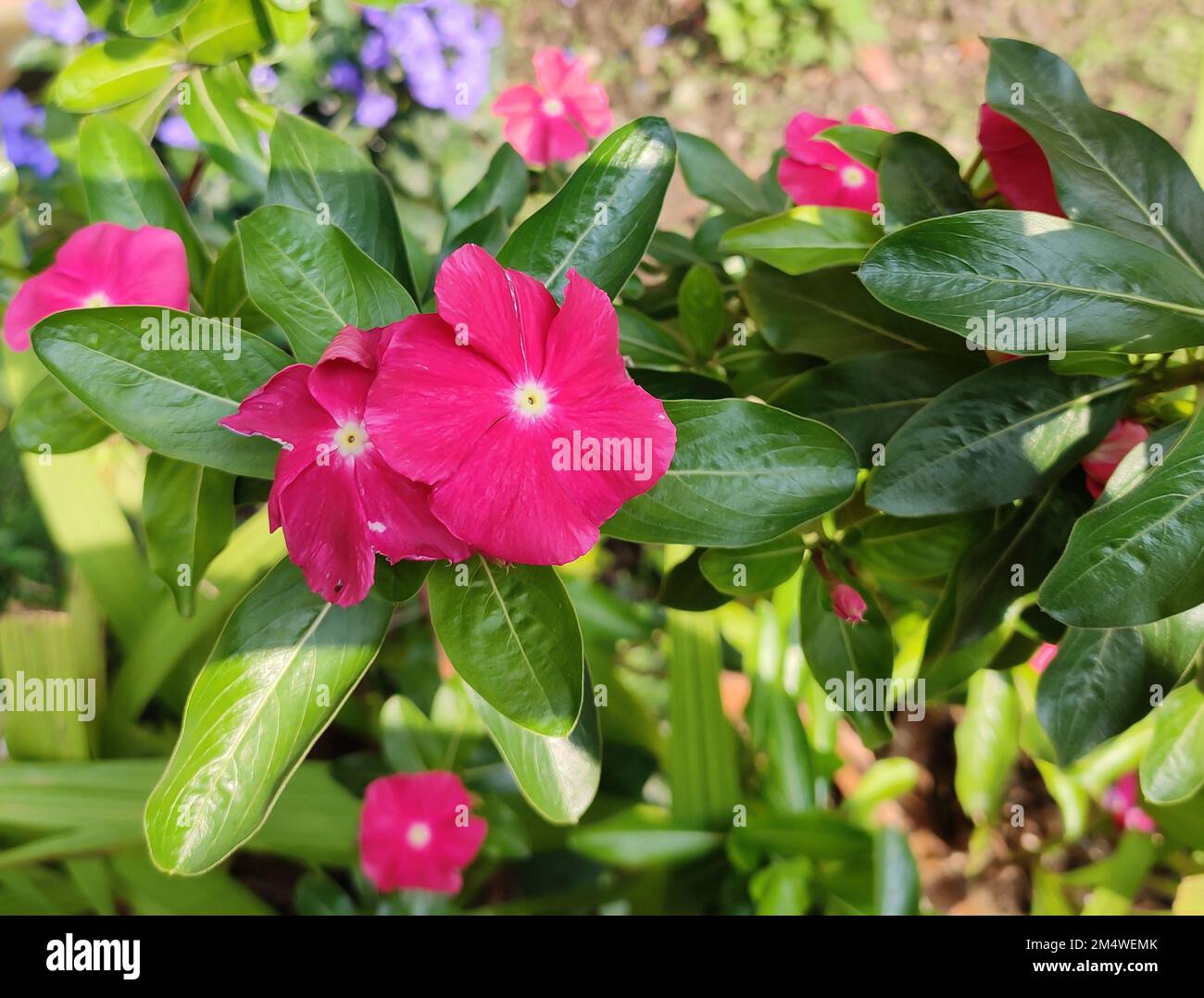 Gartenblütenpflanze - Madagaskar Periwinkle. Wissenschaftlicher Name - Catharanthus roseus. Stockfoto