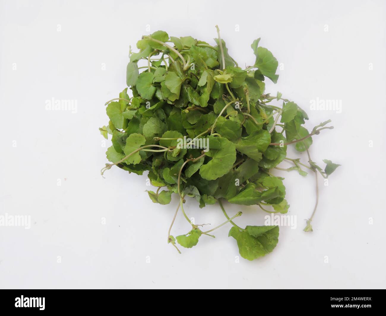 Blattgemüse - Asiatische Pennywürze. Wissenschaftlicher Name - Centella asiatica. Es wird als kulinarisches Gemüse und als Heilkraut verwendet. Stockfoto