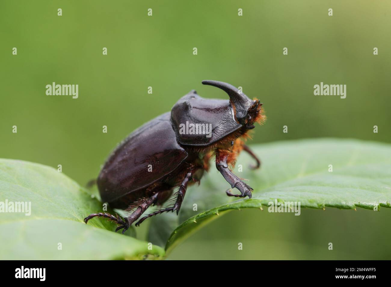 Seitenansicht des European Rhinoceros Beetle. Wunderschöne Oryctes nasicornis auf grünem Blatt Stockfoto