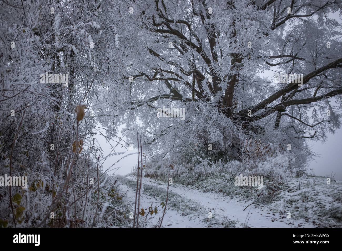 Alter Baum-Linde im Winter am Feldweg in der Schwalm Stockfoto