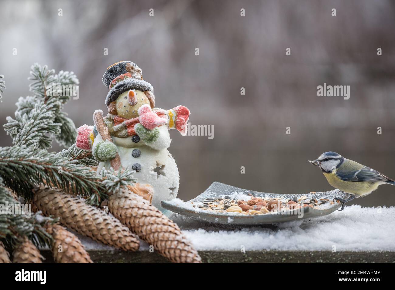 Vogel-Blaumeise am Schneemann und Fichtenzapfen im Winter Stockfoto