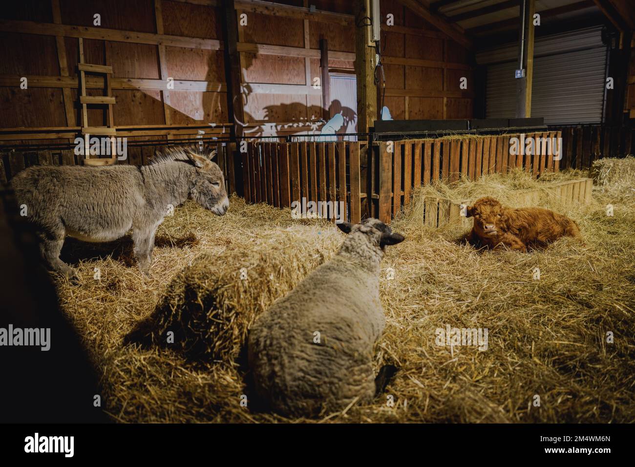 Puyallup, Usa. 22. Dezember 2022. Eine Szene, die die Geburt Jesu im Raum der Washington State Fair darstellt. Die Leute waren auf der Puyallup-Messe, um Weihnachten zu feiern. Die Veranstaltung hieß „Holiday Magic“, das bedeutendste Weihnachtsfestival im Freien in Seattle. Die Messe bietet Schlittschuhlaufen, Karussell und eine Ausstellung der Weihnachtskultur Hongkongs. Kredit: SOPA Images Limited/Alamy Live News Stockfoto