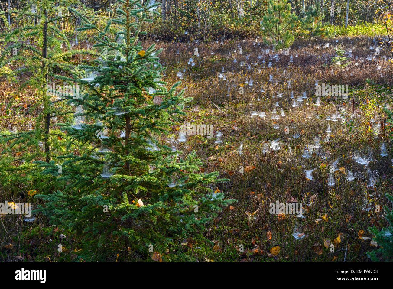 Twy Bowl und feine Netze mit Fichte und Blaubeere, Greater Sudbury, Ontario, Kanada Stockfoto