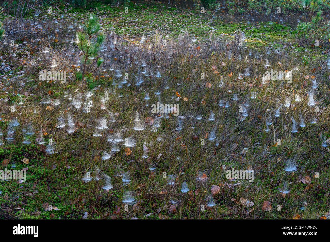 Twy Bowl und feine Netze mit Fichte und Blaubeere, Greater Sudbury, Ontario, Kanada Stockfoto