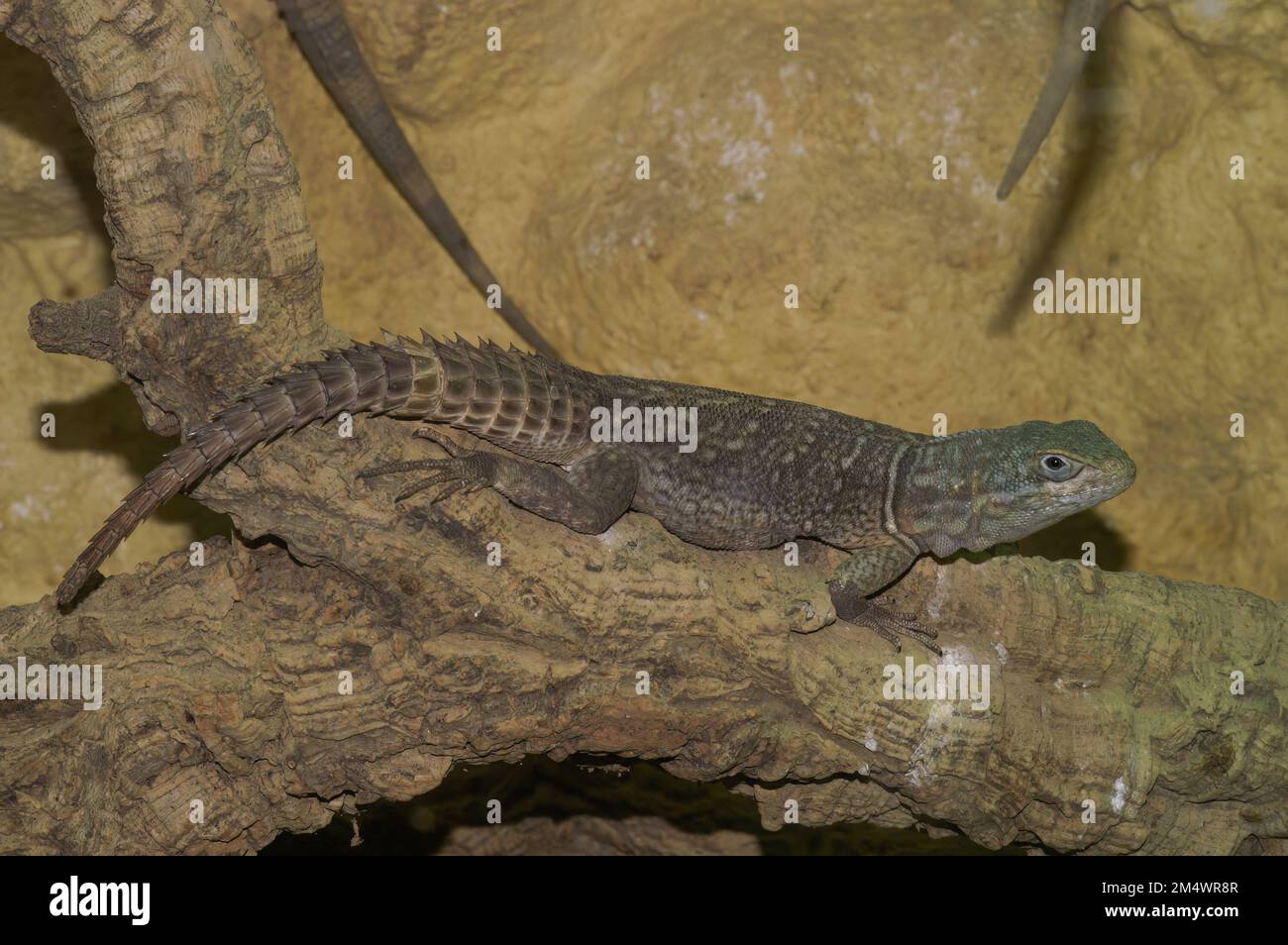 Detaillierte Nahaufnahme auf einer Madagaskar oder Merrems Madagaskar-Schnabeleidechse, Oplurtus cyclurus in einem Terrarium Stockfoto