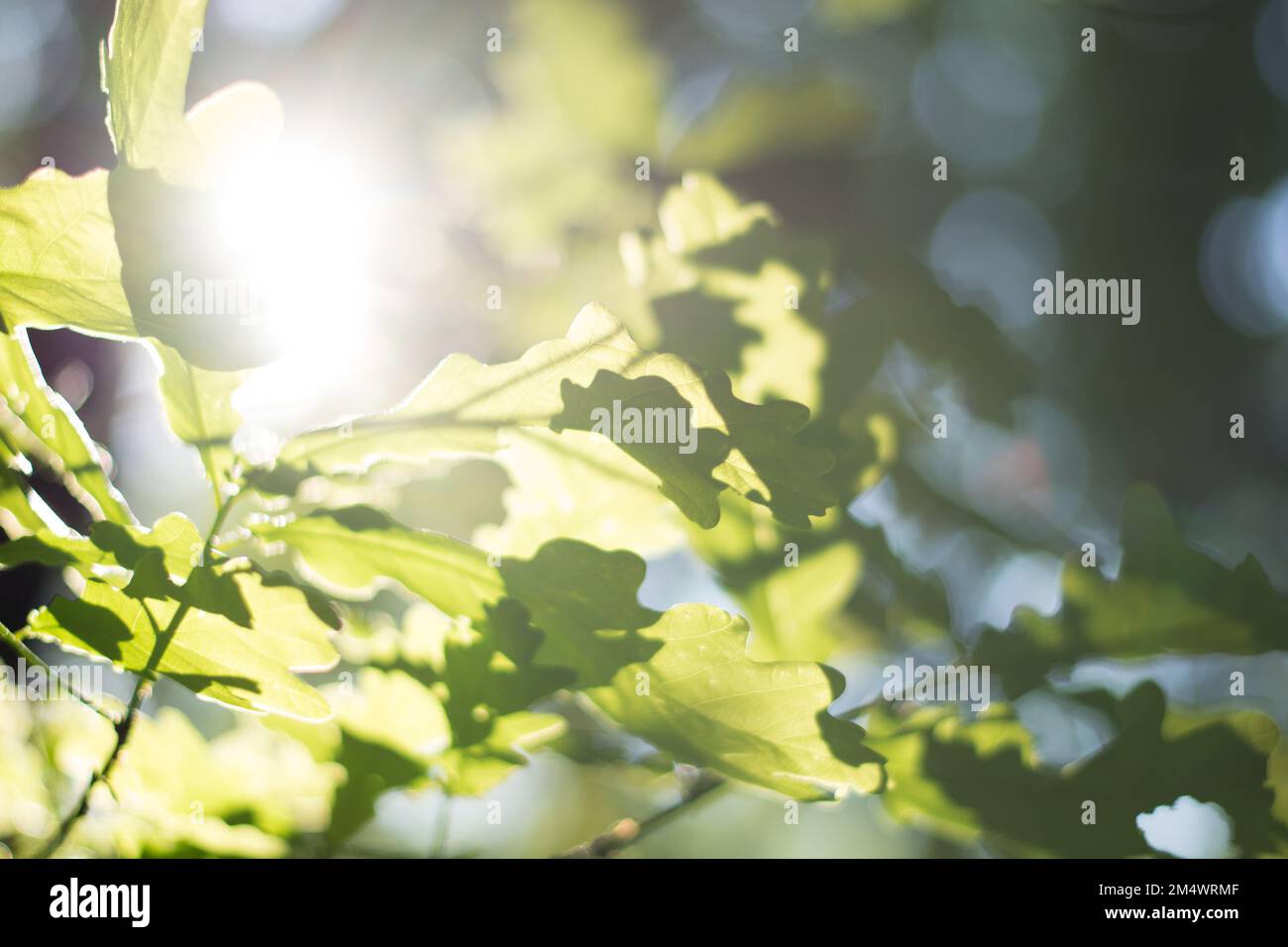 Bäume im Sommer. Ausgewählter Fokus und unscharfer Hintergrund Stockfoto