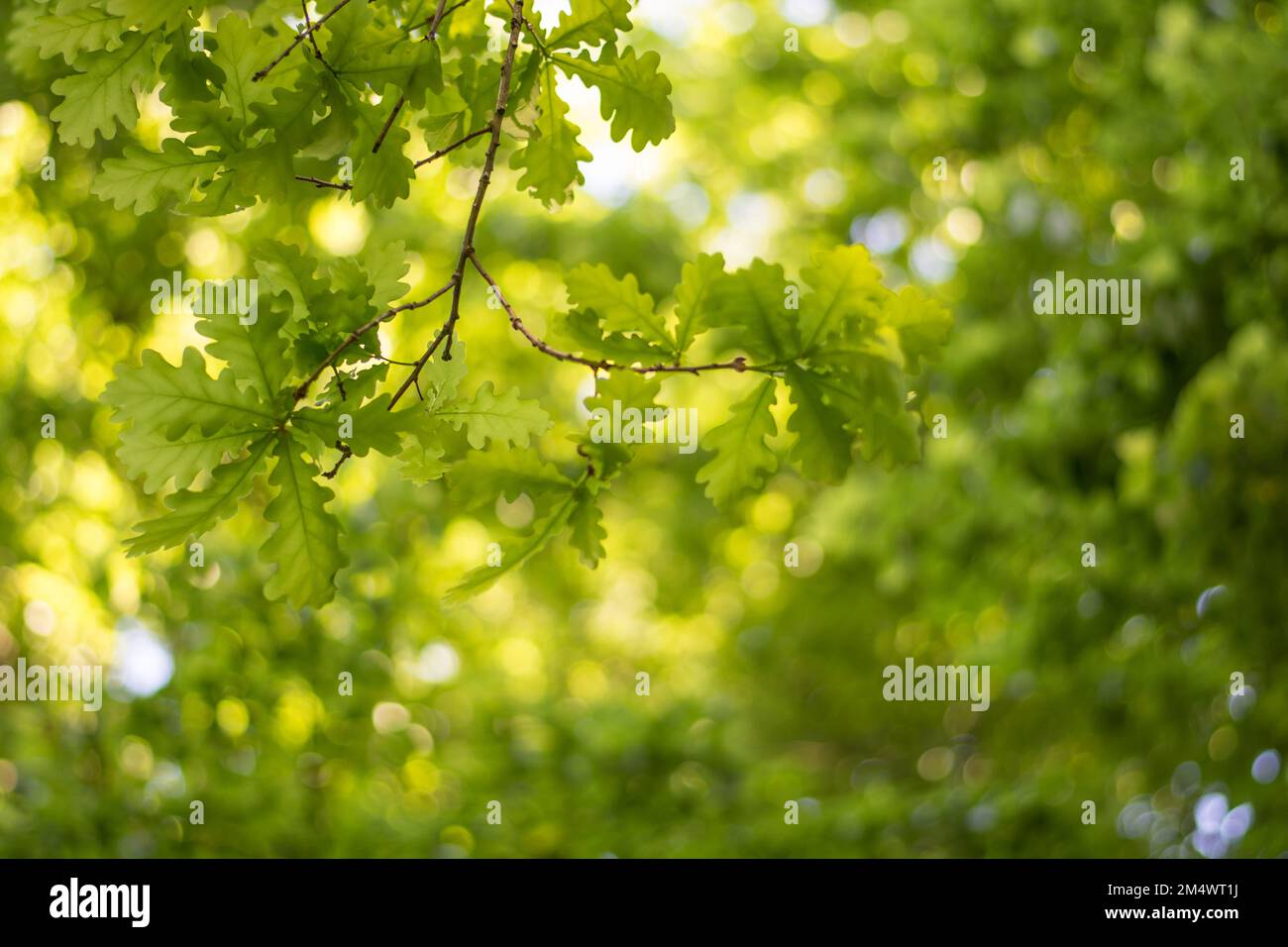 Bäume im Sommer. Ausgewählter Fokus und unscharfer Hintergrund Stockfoto