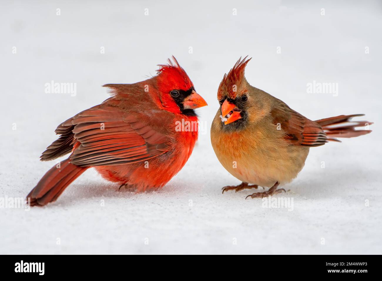 Freunde des Kardinals versammelten sich in Snow in Louisiana Winter Stockfoto