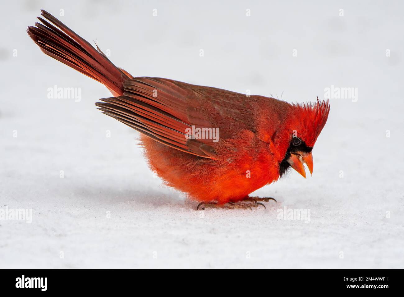 Männlicher Nordkardinal auf der Suche nach Essen am Rare Snowy Day in Southern Louisiana Stockfoto