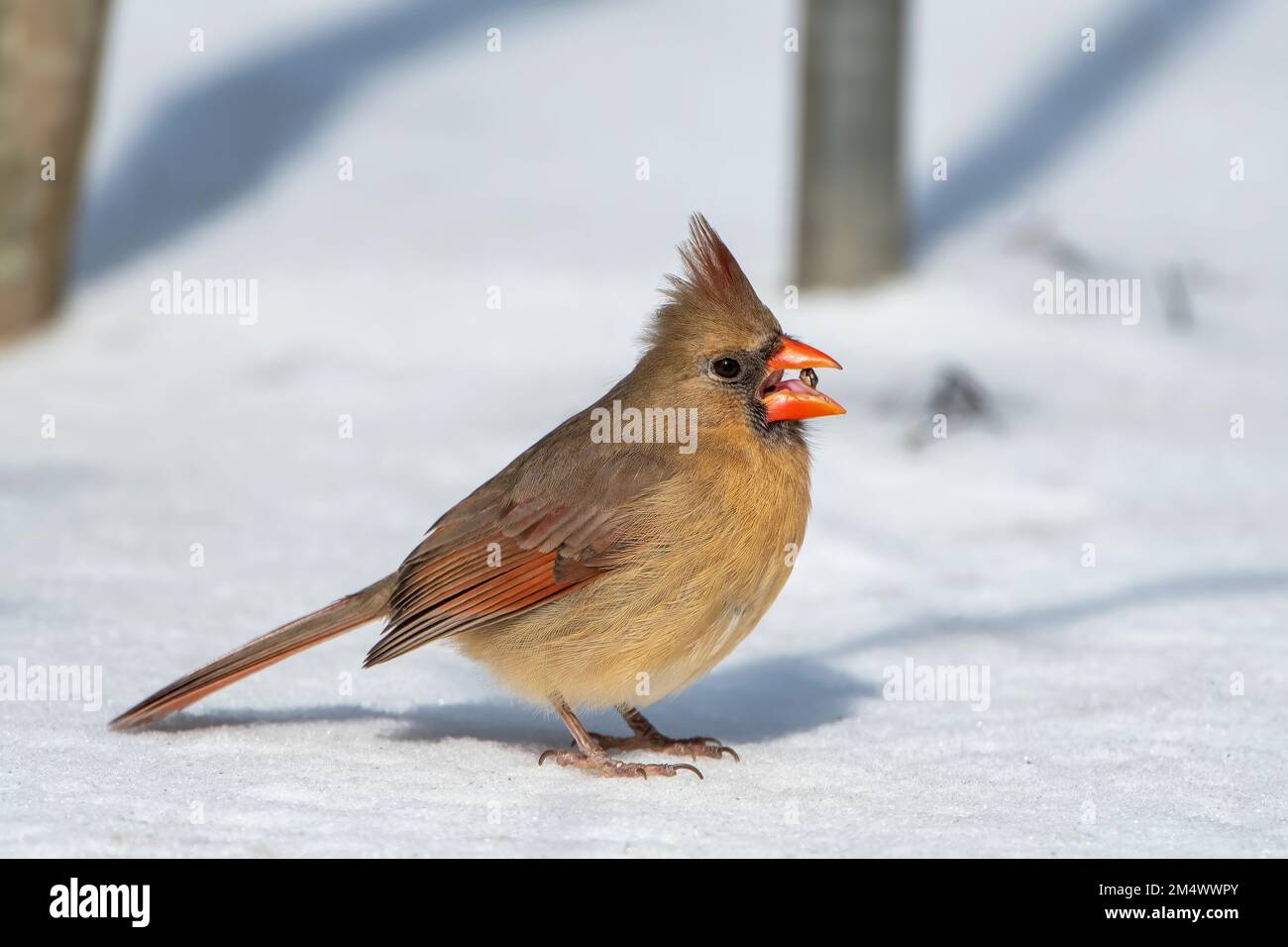 Weiblicher Kardinal im Schnee in Süd-Louisiana Stockfoto