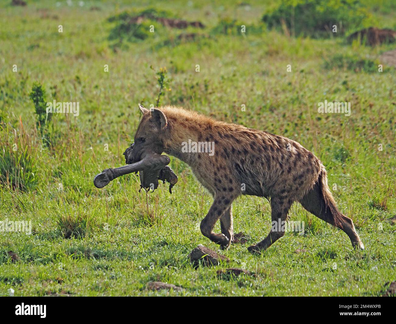 Gefleckte Hyäne (Crocuta crocuta), die mit einem Bein aus blauem Wildebeest (Connochaetes taurinus) ging, gestohlen von Löwen - Masai Mara Conservancy, Kenia, Afrika Stockfoto