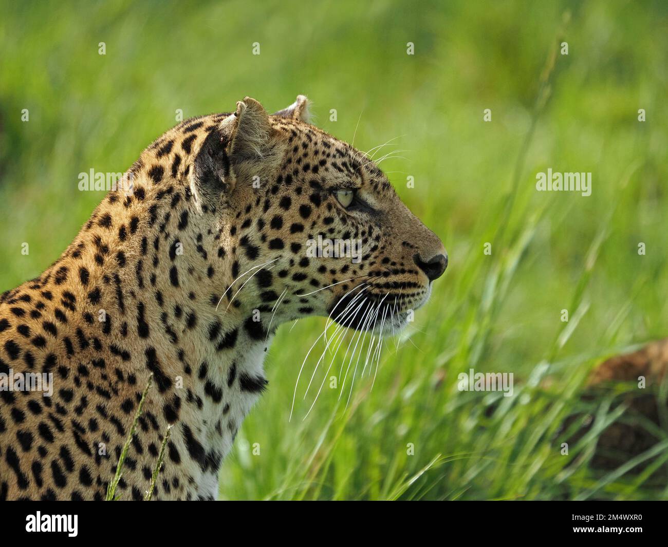 Erwachsene weibliche Leopardin (Panthera pardus) Leopardin mit einem jungen Junges, das im Wintergarten, Großraum Mara, Kenia, Afrika durch langes Gras läuft Stockfoto