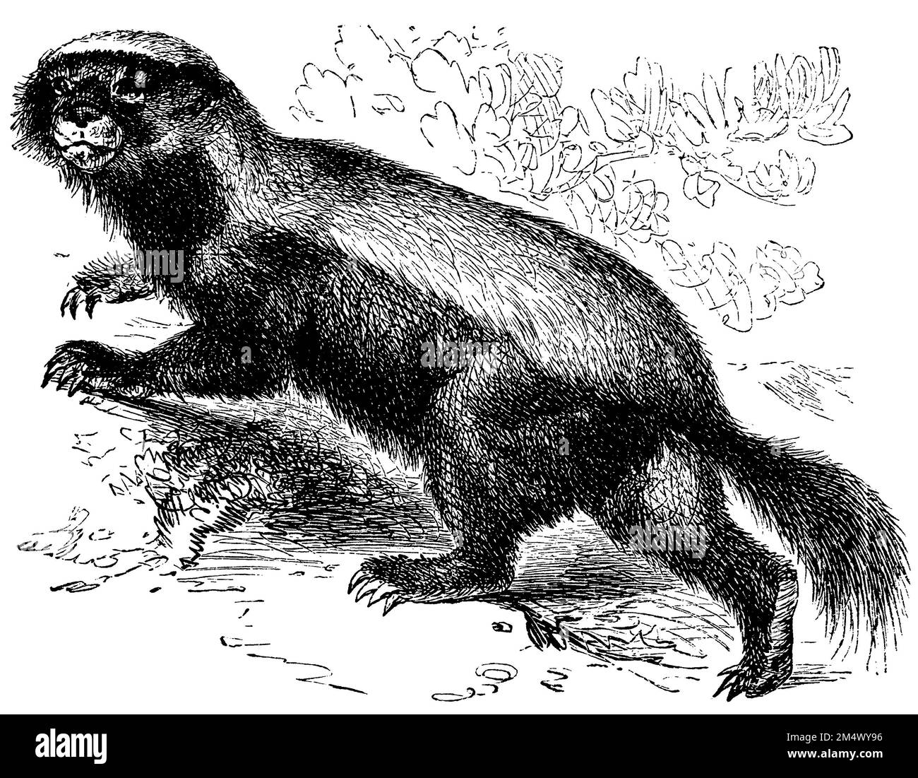 Honigdachs, Mellivora capensis, anonym (Zoologiebuch, 1882), Honigdachs, Ratel Stockfoto