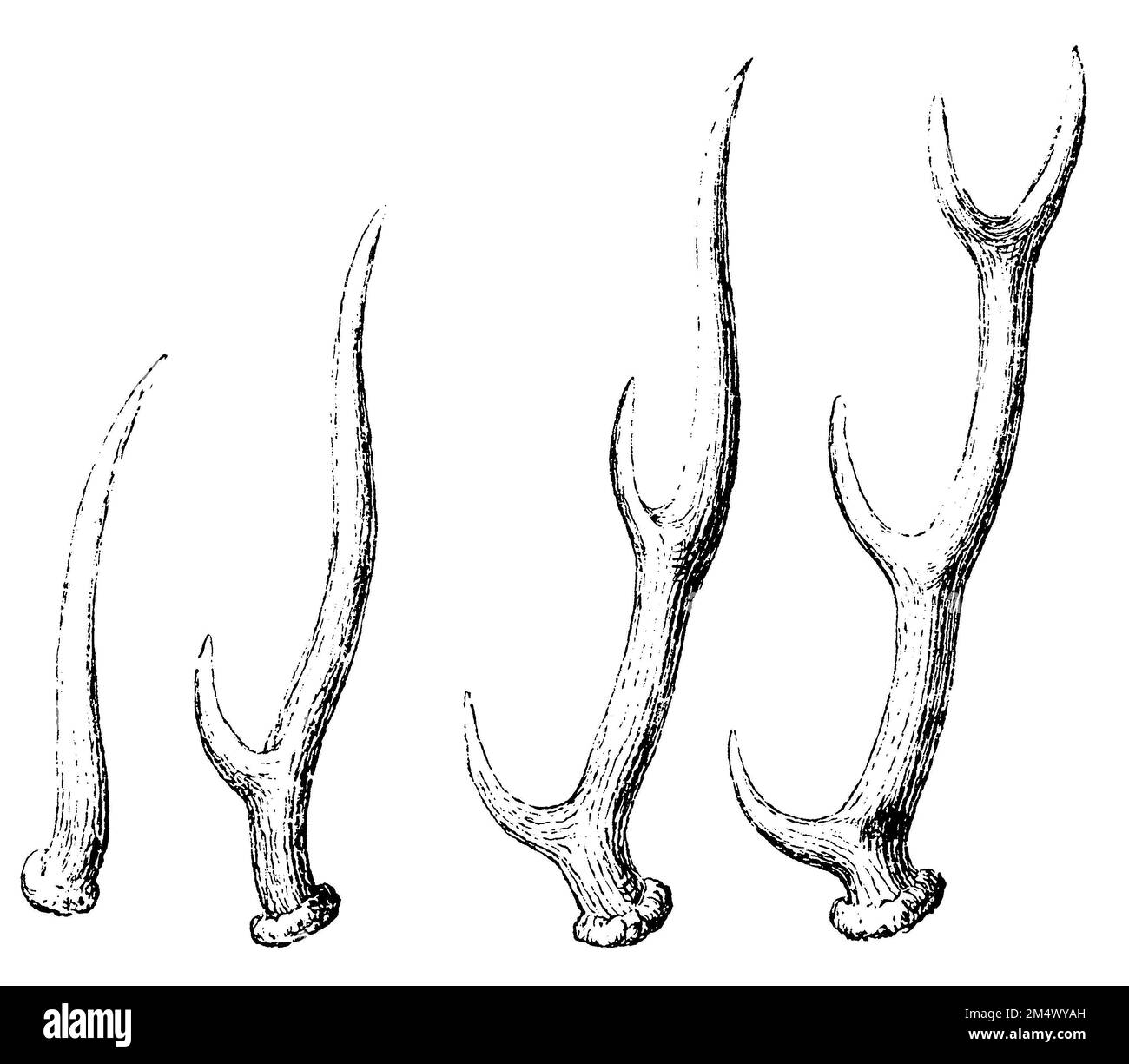 Rotwild, Geweihe, Cervus elaphus, anonym (Zoologiebuch, 1882), Rothirsch, Geweih, cerf élaphe, Ramure Stockfoto