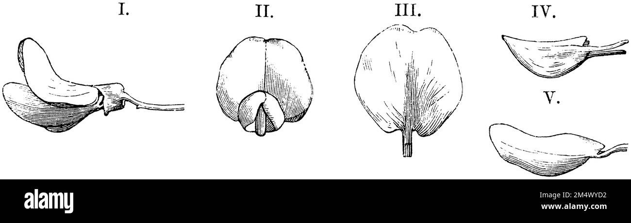 Gewöhnliches Laburnum, goldene Kette oder goldener Regen, Blume: I. von der Seite, II Von vorne, III Segel, IV Kiel, V. Left Wing from Outside, Laburnum anagyroides, anonym (Botanisches Buch, 1875), Goldregen, Lüte: I. von der Seite, II Von vorn, III Segel, IV Kiel, V. linker Flügel von außen, Cytise faux ébénier, Cytise à grappes, Cytise aubour ou faux ébénier, Fleur : I. de côté, II De Face, III voile, IV quille, V. aile gauche de l'extérieur Stockfoto