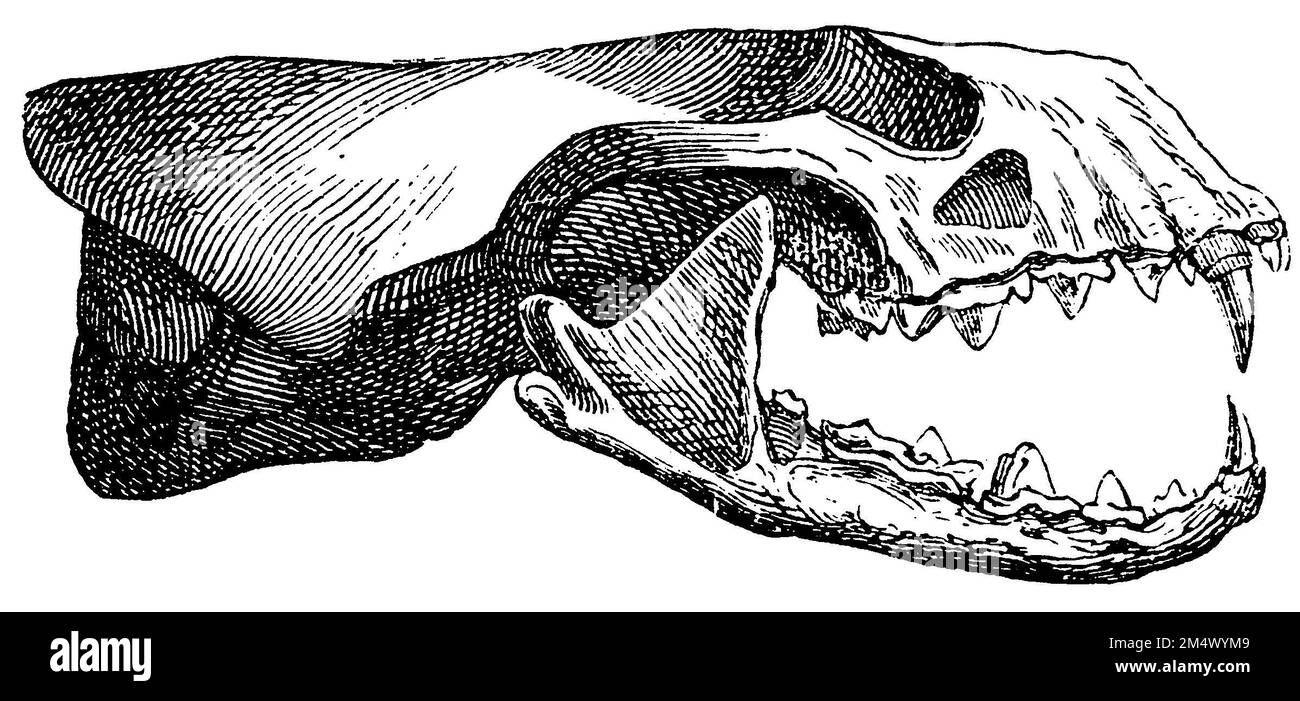 Europäischer Otter, Schädel, Lutra lutra (Zoologiebuch, 1882), Eurasischer Fischotter, Schädel, Loutre d'Europe, Crâne Stockfoto