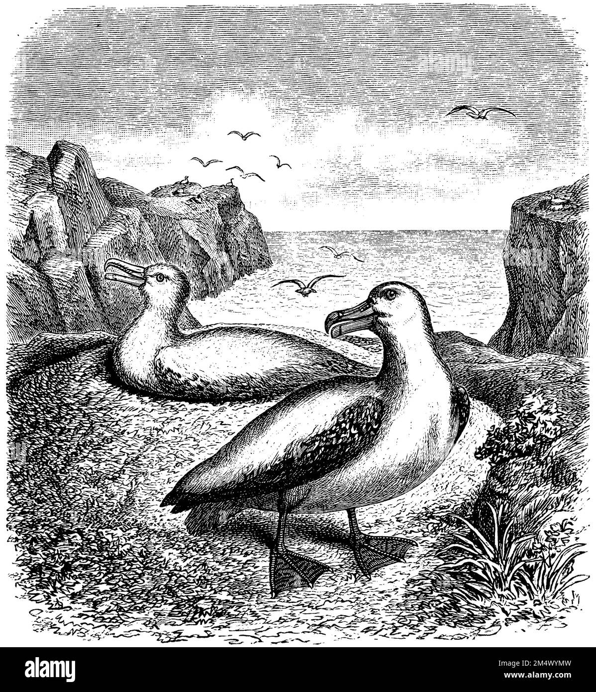 Wandering Albatross in seinem Nest, Diomedea exulans, (Enzyklopädie, 1893), Wanderalbatros an sein Nest, Albatros hurleur à son nid Stockfoto