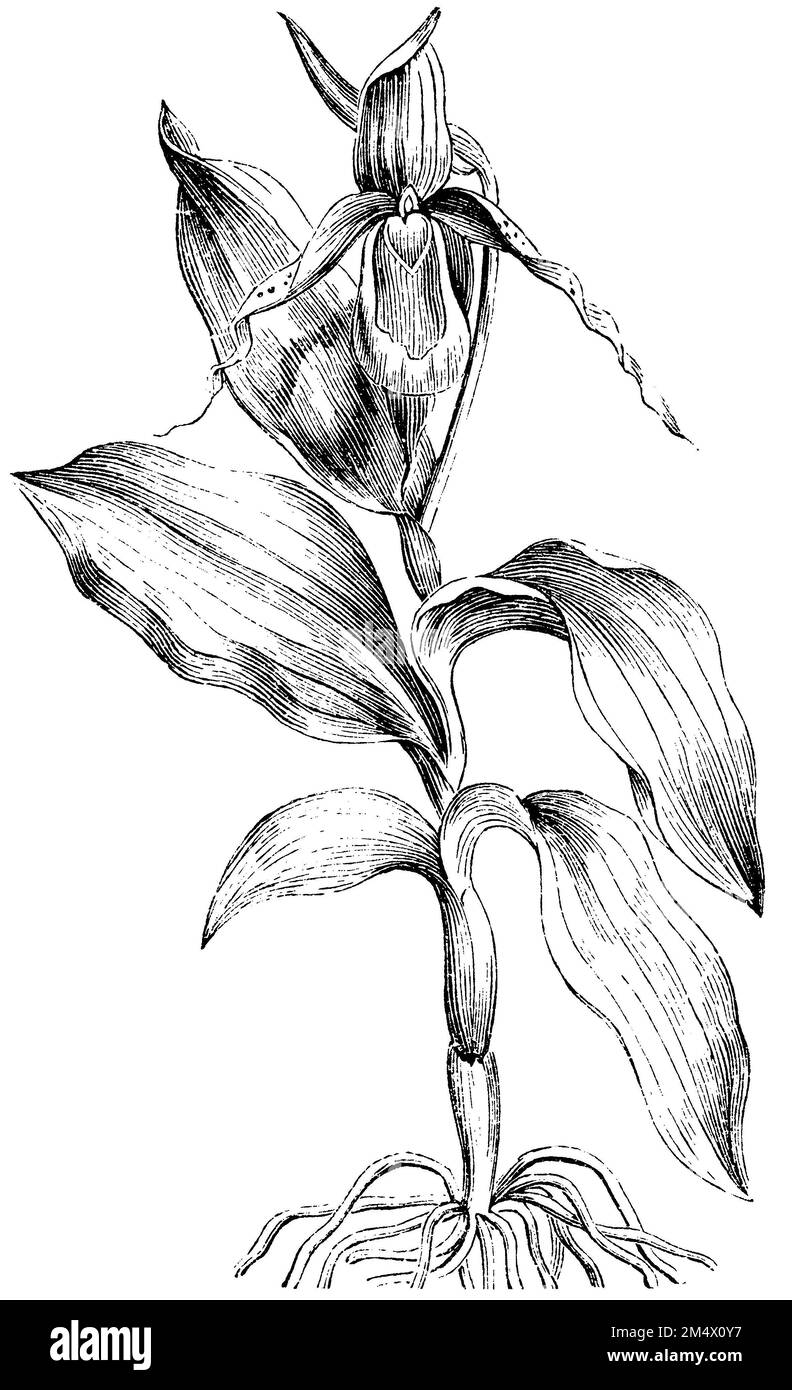frauenschuh, Cypripedium calceolus (Enzyklopädie, 1893), Frauenschuh, Sabot de Vénus Stockfoto