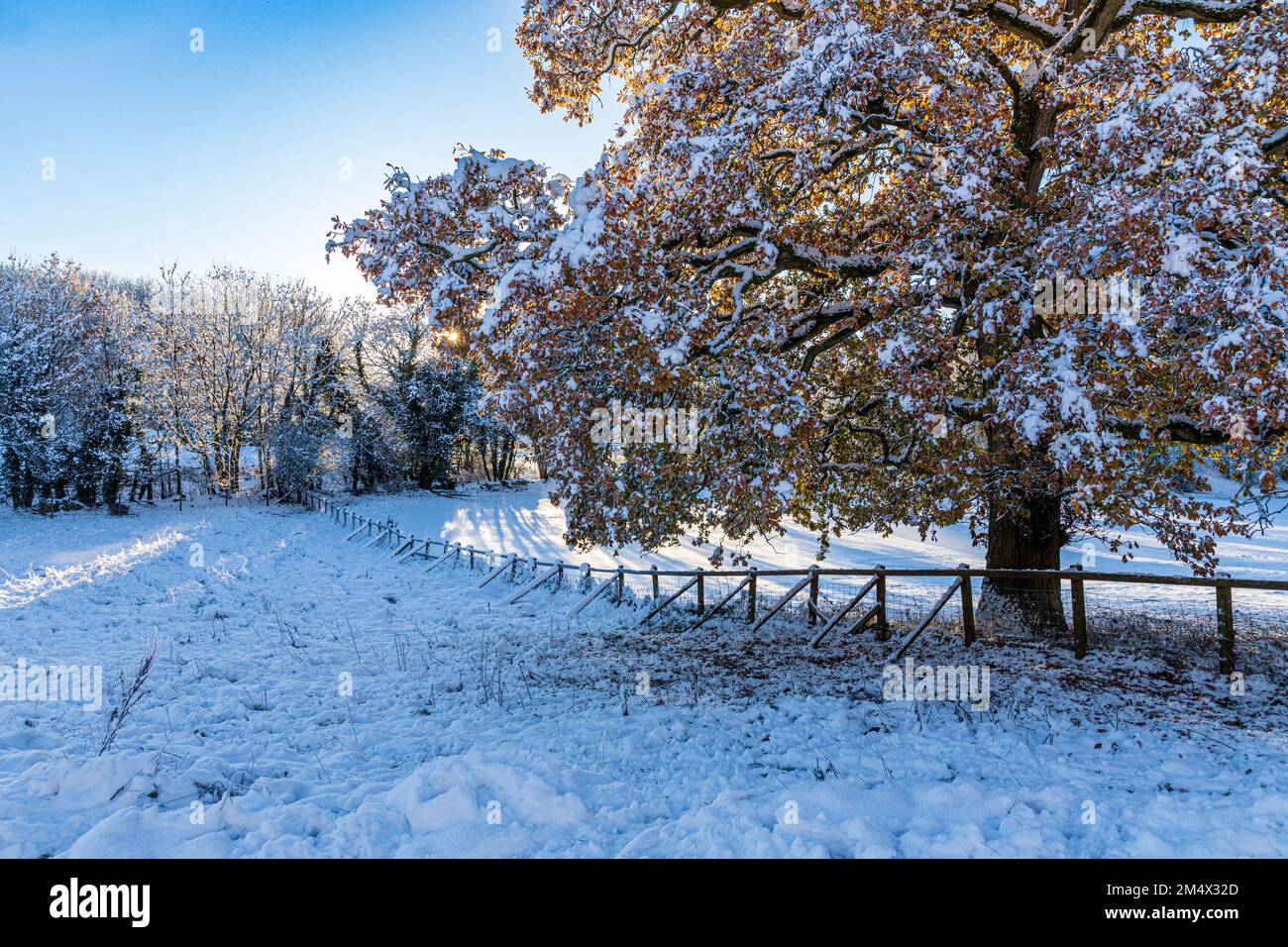 Früher Winterschnee auf einer Eiche, die noch im Blattwerk der Cotswolds liegt, im Crickley Hill Country Park, Birdlip, Gloucestershire, England Stockfoto