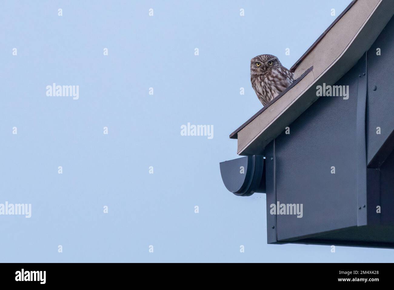 Kleine Eule (Athene noctua) auf einem Dach in der Landschaft von Norfolk, Großbritannien. Süßes Eulenporträt. Stockfoto
